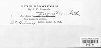 Aecidium magnatum image